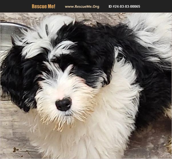 ADOPT 24030300065 Portuguese Water Dog Rescue Irwin, PA