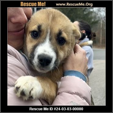 Massachusetts Siberian Husky Rescue ADOPTIONS Rescue Me