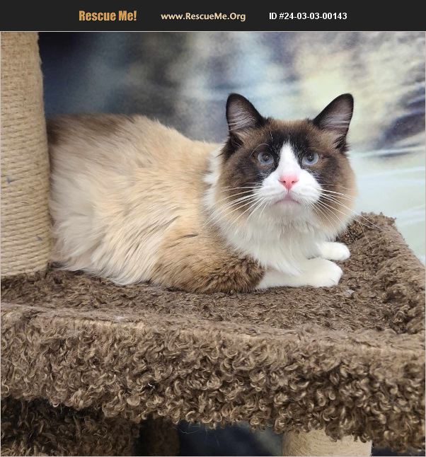 ADOPT 24030300143 Snowshoe Rescue Sedalia, MO