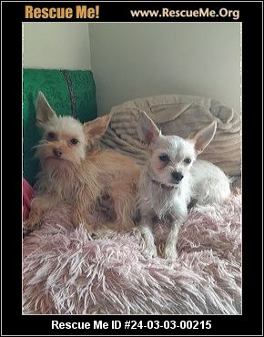 Georgia yorkie rescue sale