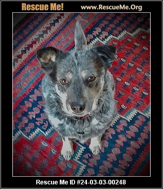 Queensland heeler rescue hotsell