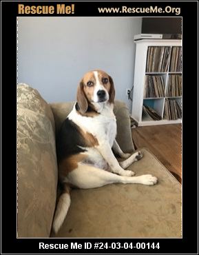 Bluebonnet beagle hot sale rescue