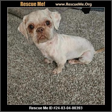 Georgia shih hot sale tzu rescue