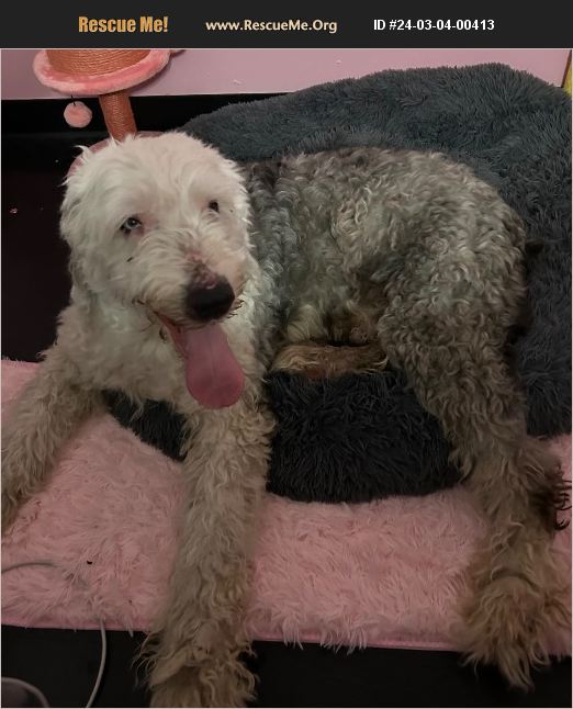 ADOPT 24030400413 Old English Sheepdog Rescue Crown Point, IN