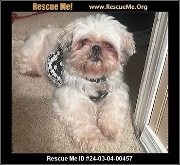 Shih tzu rescue store midwest