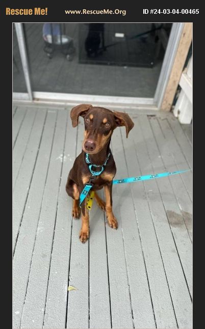 Doberman Rescue Los Angeles