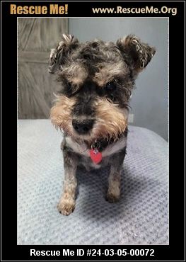 Rescue me sale schnauzer