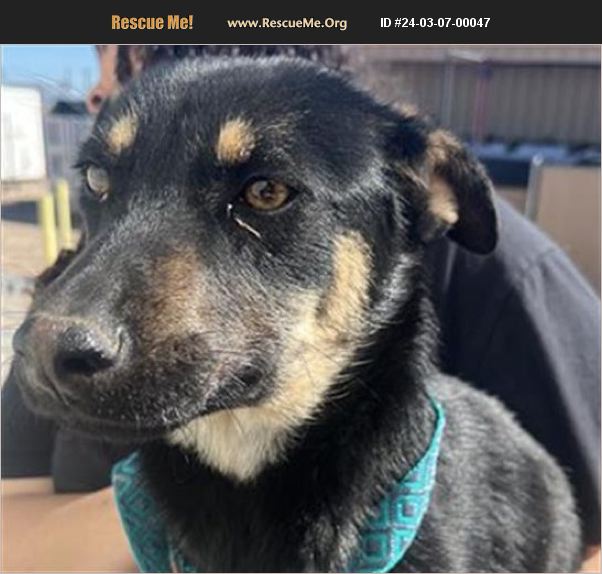 ADOPT 24030700047 German Shepherd Rescue Casa Grande, AZ
