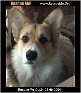 Corgi store rescue midwest