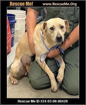 - Florida Lab Rescue - Adoptions - Rescue Me!