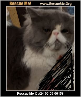 Texas Persian Rescue ADOPTIONS Rescue Me