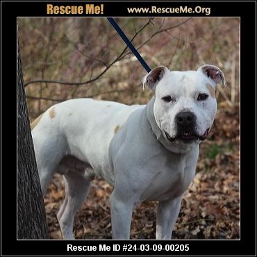 American best sale staffy rescue