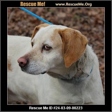 Lab rescue best sale of the potomac