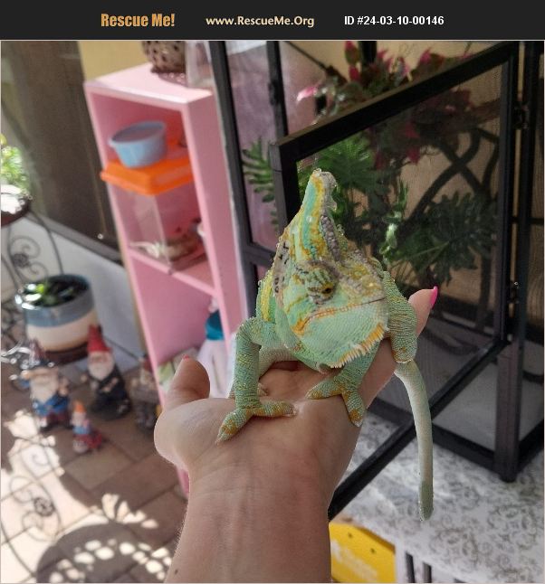 ADOPT 24031000146 Reptile/Amphibian Rescue Tampa, FL