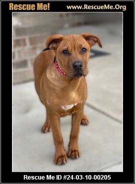 Rescue sales rhodesian ridgeback