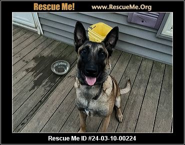 Georgia malinois store