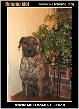 Mountain cur sale for adoption