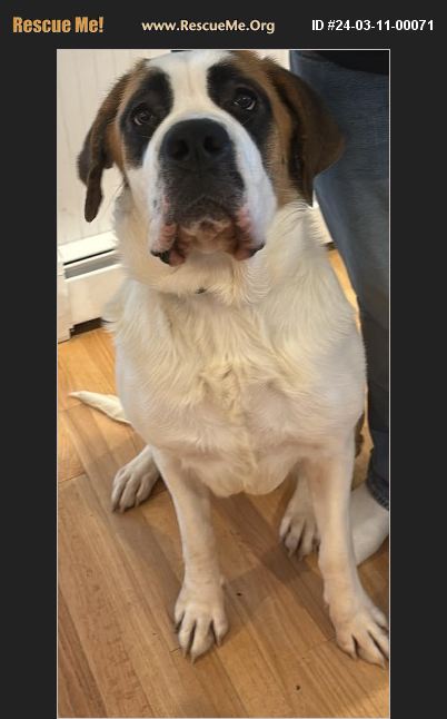 ADOPT 24031100071 Saint Bernard Rescue Hammonton NJ