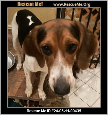 Bluebonnet beagle hot sale rescue