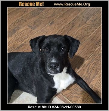 Lab rescue sale broken arrow