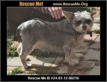 Yorkshire terrier hot sale rescue southern california