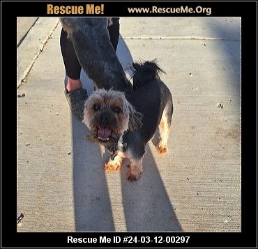 Yorkie rescue clearance inland empire