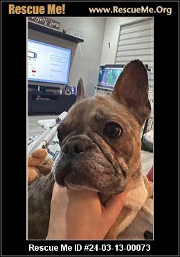 French bulldog network hot sale rescue org sa