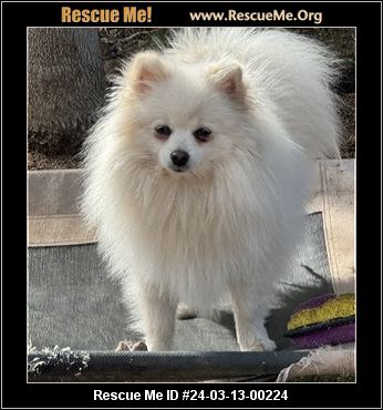 Rescue cheap me pomeranian