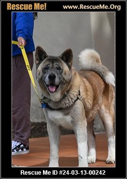 Northwest akita hot sale rescue