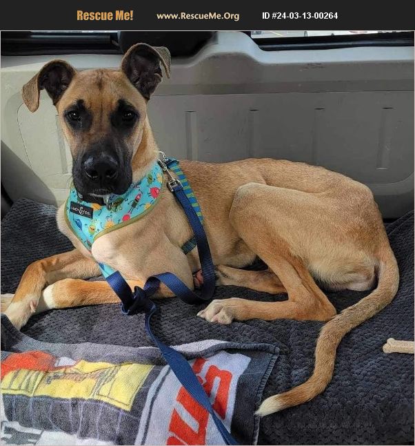 ADOPT 24031300264 Great Dane Rescue Raleigh, NC