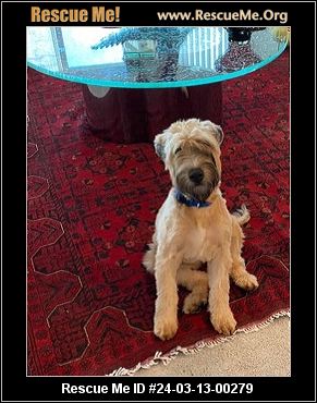 Oregon Soft Coated Wheaten Terrier Rescue - ADOPTIONS - Rescue Me!