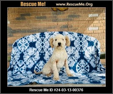 - Illinois Dog Rescue - ADOPTIONS - Rescue Me!