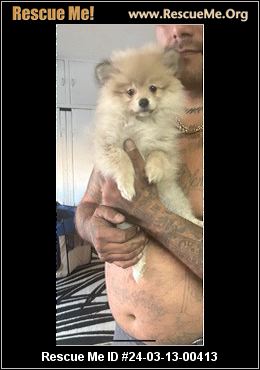 Rescue cheap me pomeranian