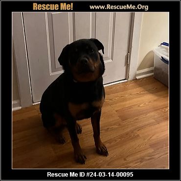 North east 2024 rottweiler rescue