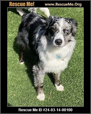 Rescue me sale australian shepherd