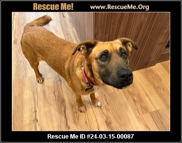 Black mouth cur hot sale rescue near me