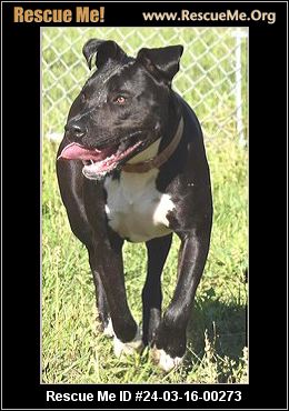 Pit bull rescue central hot sale florida