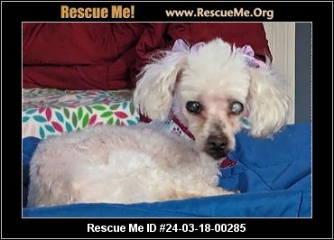 La hot sale poodle rescue