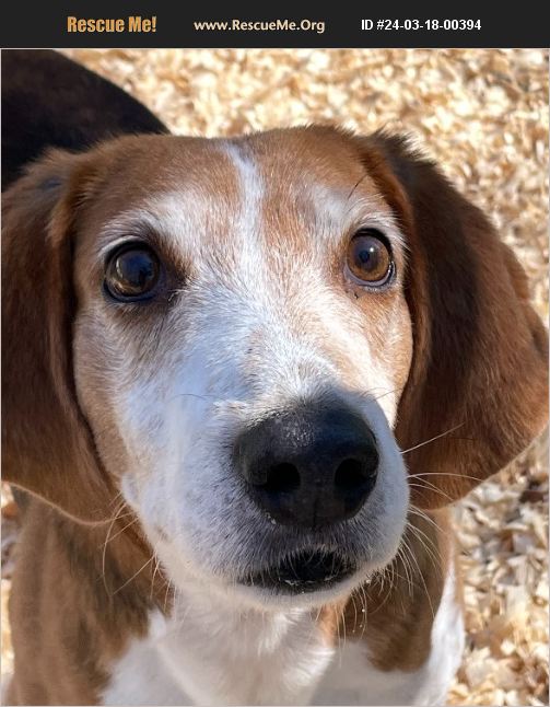 Adopt Foxhound Rescue Heathsville Va