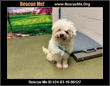 Tweh best sale poodle rescue