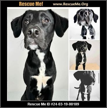 Neo best sale lab rescue