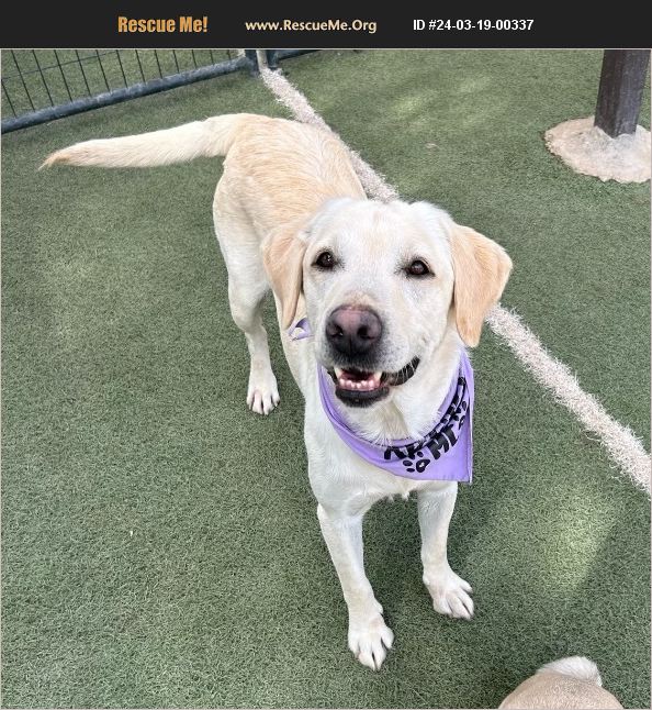 ADOPT 24031900337 Lab Rescue Queen Creek, AZ