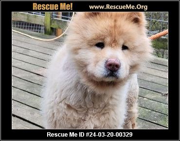 Archie the chow chow  Chow chow, Fluffy dogs, Cute dogs