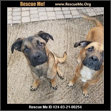 Arizona Boxer Rescue - ADOPTIONS - Rescue Me!