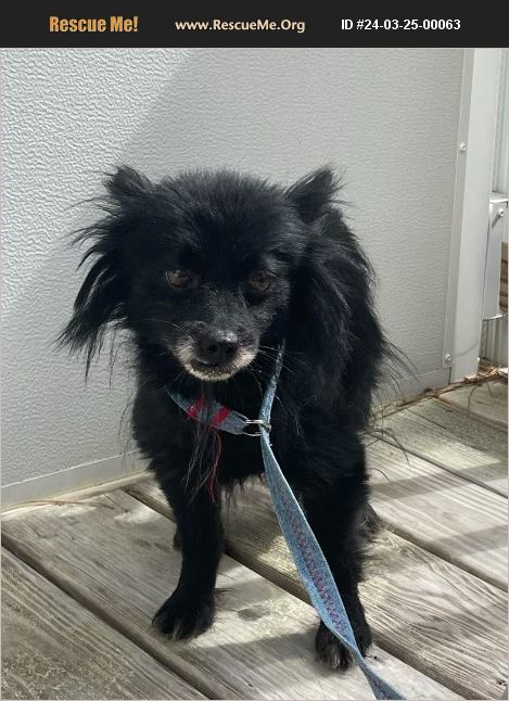 ADOPT 24032500063 Pomeranian Rescue Dukes County MA