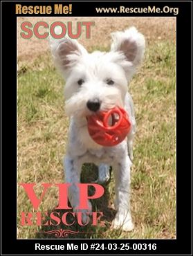 - Florida Westie Rescue - ADOPTIONS - Rescue Me!
