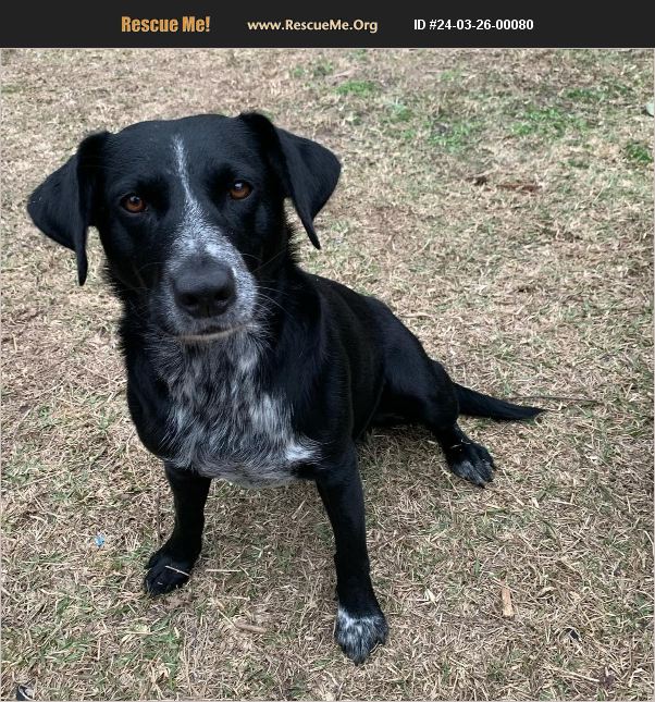 ADOPT 24032600080 Australian Cattle Dog Rescue , FL