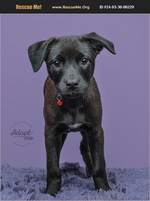 ADOPT 24033000229 ~ Lab Rescue ~ Aiken, SC