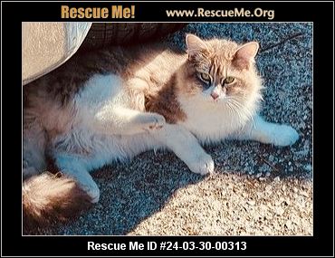 Texas Cat Rescue ADOPTIONS Rescue Me