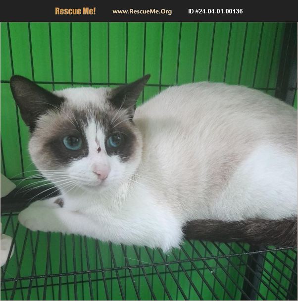ADOPT 24040100136 Snowshoe Rescue Barnwell, SC